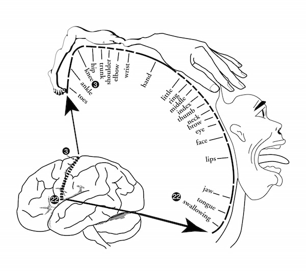 diagram of homunculus