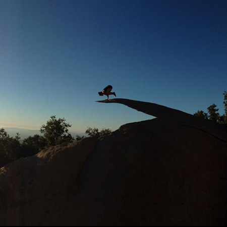 Crow On A Ledge