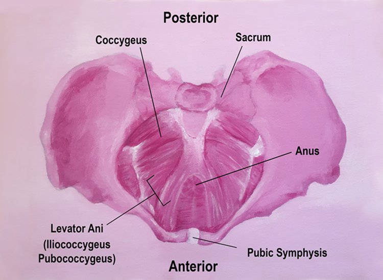 How To Find Your Pelvic Floor For Mula Bandha Doyou 